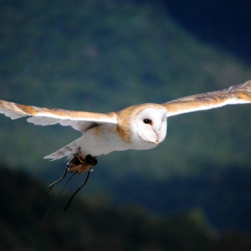 Barn owl recommendations