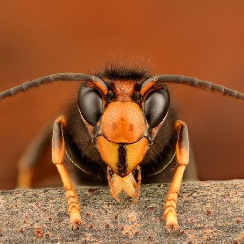 Non-native Asian hornet arrives in the UK