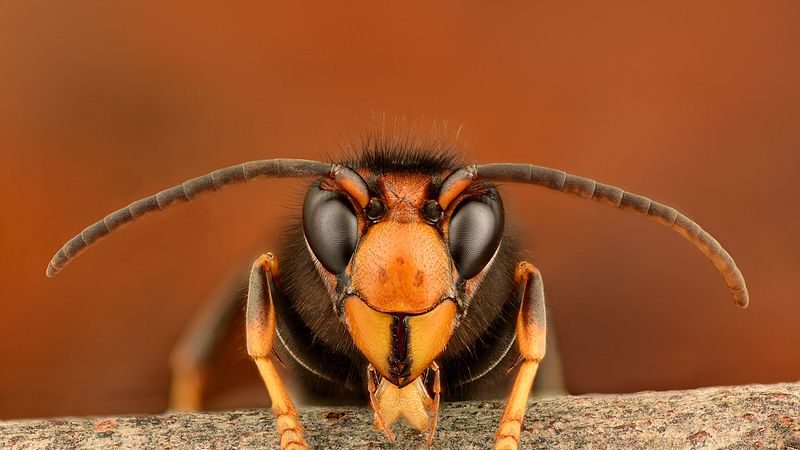 Non-native Asian hornet arrives in the UK