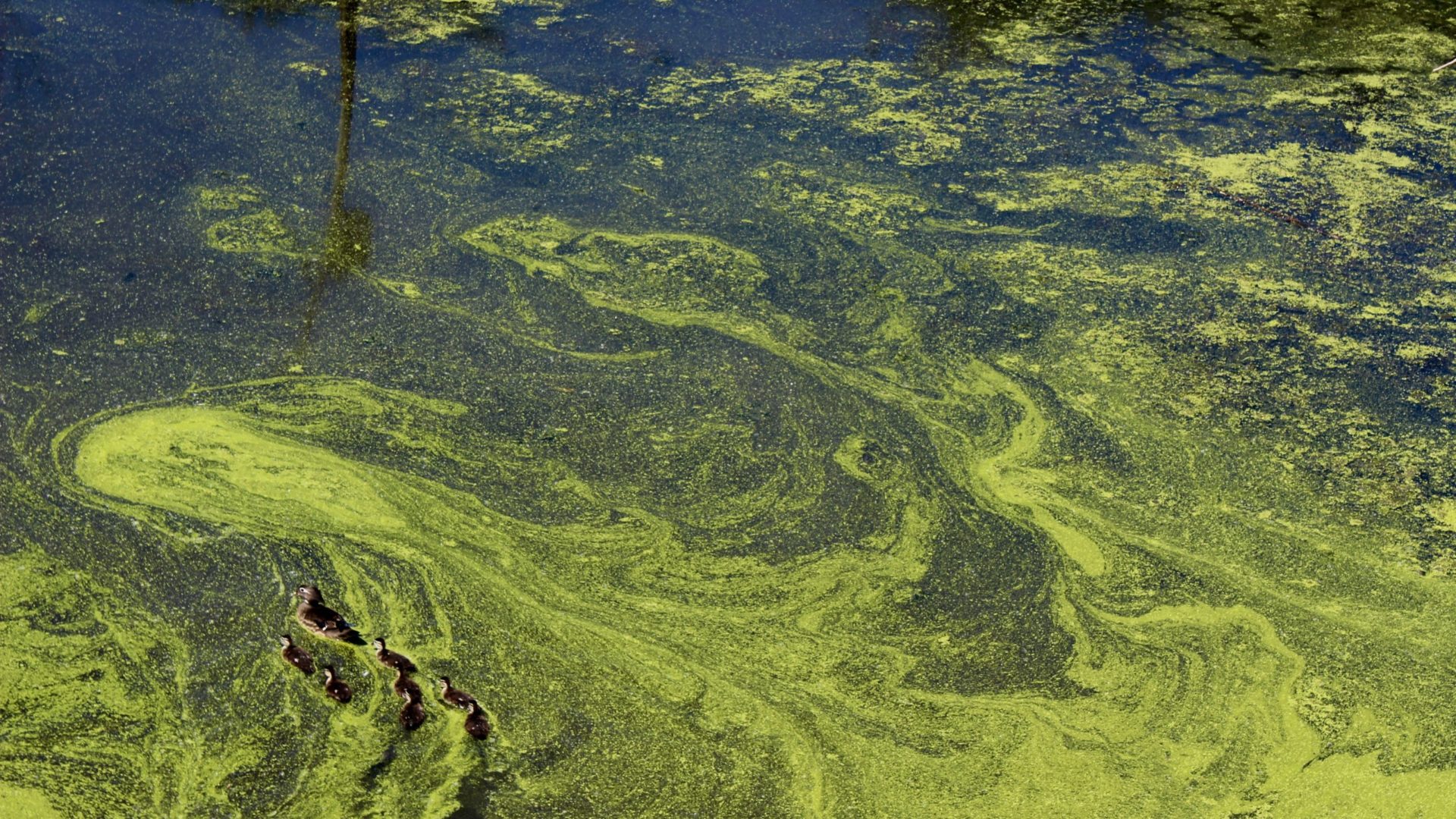 Water Quality Monitoring and Assessment