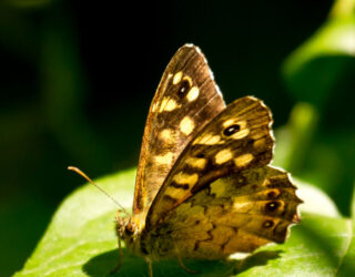 Good news for the speckled wood butterfly