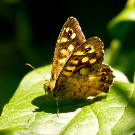 Good news for the speckled wood butterfly