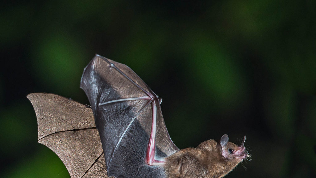 Celebrating International Bat Night