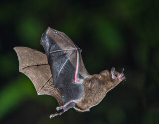 Celebrating International Bat Night
