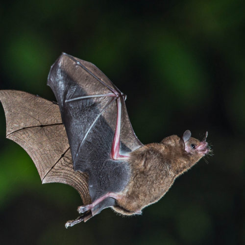 Celebrating International Bat Night
