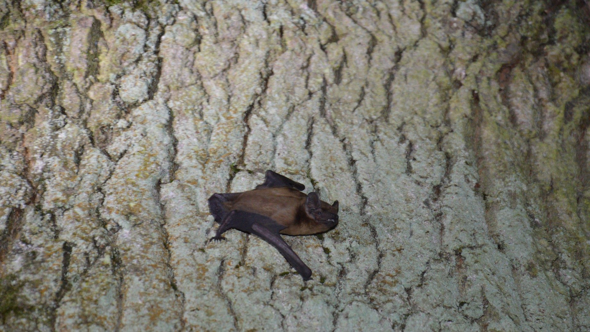 Bat detectors - one of our favourite bits of kit!
