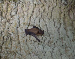 Bat detectors - one of our favourite bits of kit!