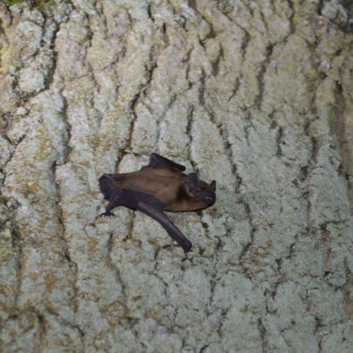 Bat detectors - one of our favourite bits of kit!