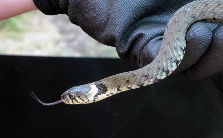 An experienced ecologist handling a grass snake on a survey © Frankie McDowell