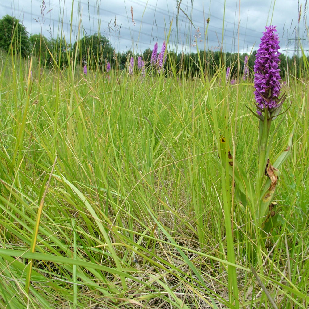 Ecology Handbook Thomson Environmental Consultants