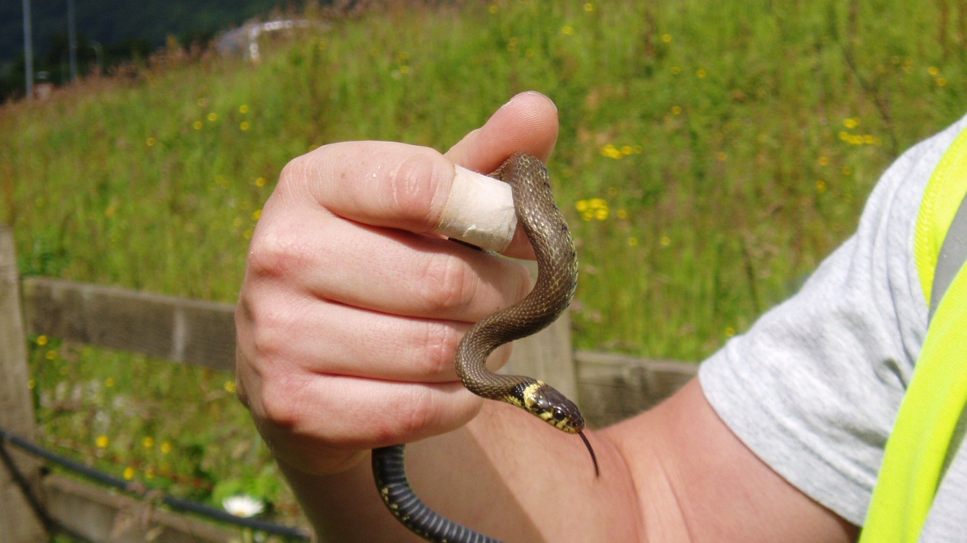 Arise, Natrix helvetica