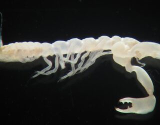 JNCC Geikie Slide and Hebridean Slope MPA survey 2016, an update