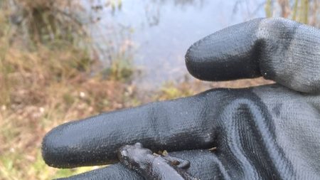 Great crested newts are not always where you expect to find them