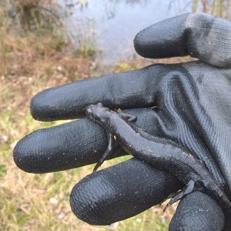 Great crested newts are not always where you expect to find them