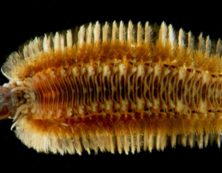 Polychaete worm Harmothoe exanthema (scale 2mm)