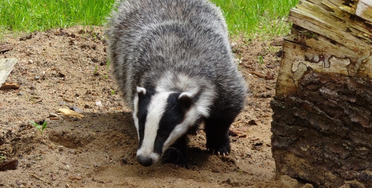 Badgers and protection