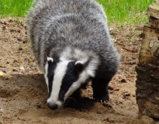 Badgers and protection