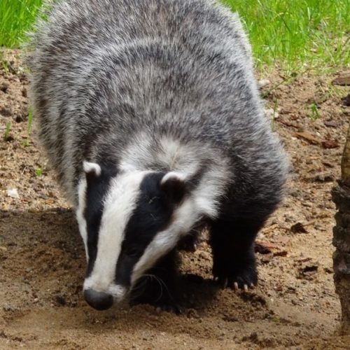 Badgers and protection