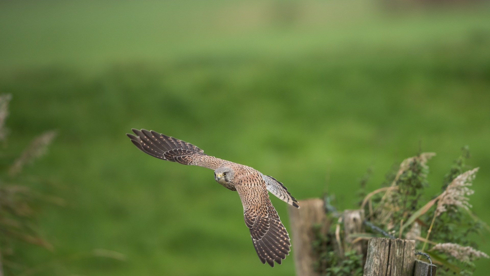 January bird survey on marshland site