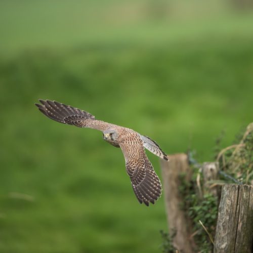 January bird survey on marshland site