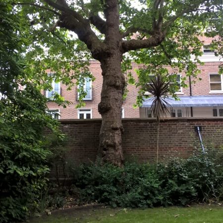 Central London arboriculture works