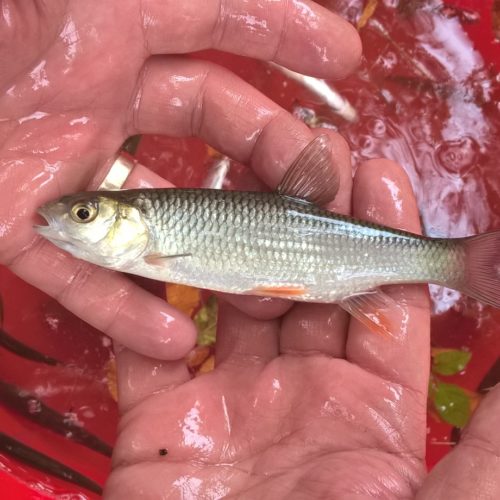 Fish surveys