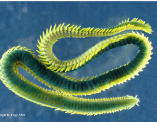 Figure 2: Eulalia sp.