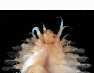 New species paper published