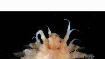 New species paper published