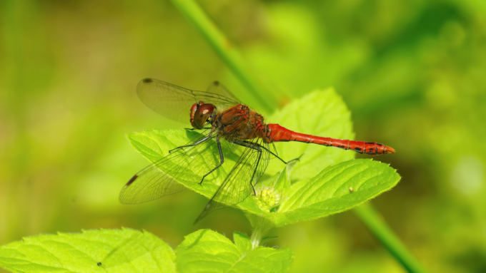 Thomson Ecology Projects Habitat Connectivity Mapping
