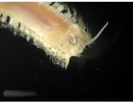 Microbeads found on animals from estuarine samples