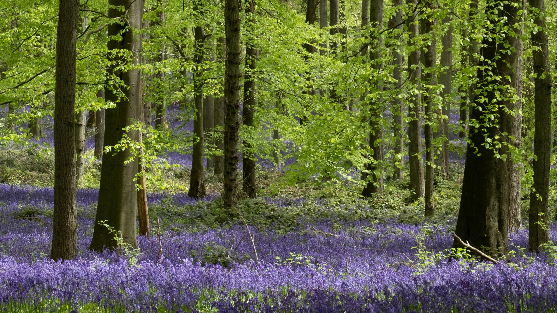 Ancient woodland