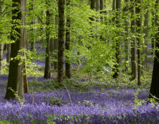 Ancient woodland