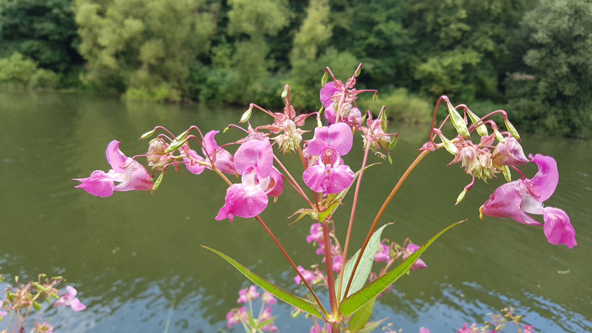 Himalayan Balsam
