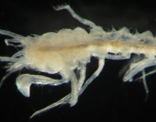 Rarely encountered animals found in deep waters