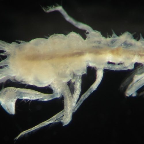 Rarely encountered animals found in deep waters