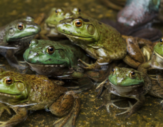 Frogs