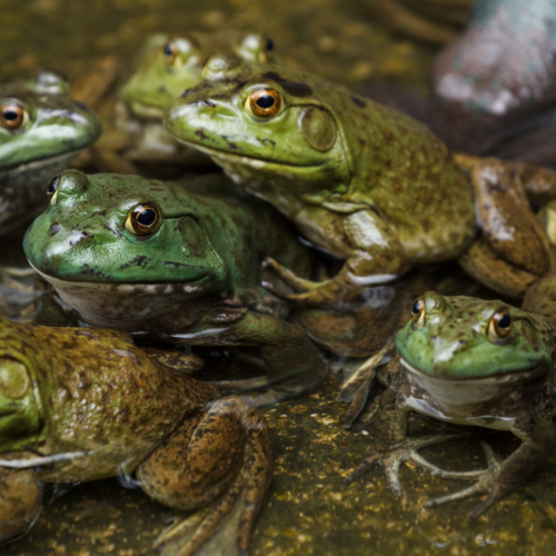 Frogs