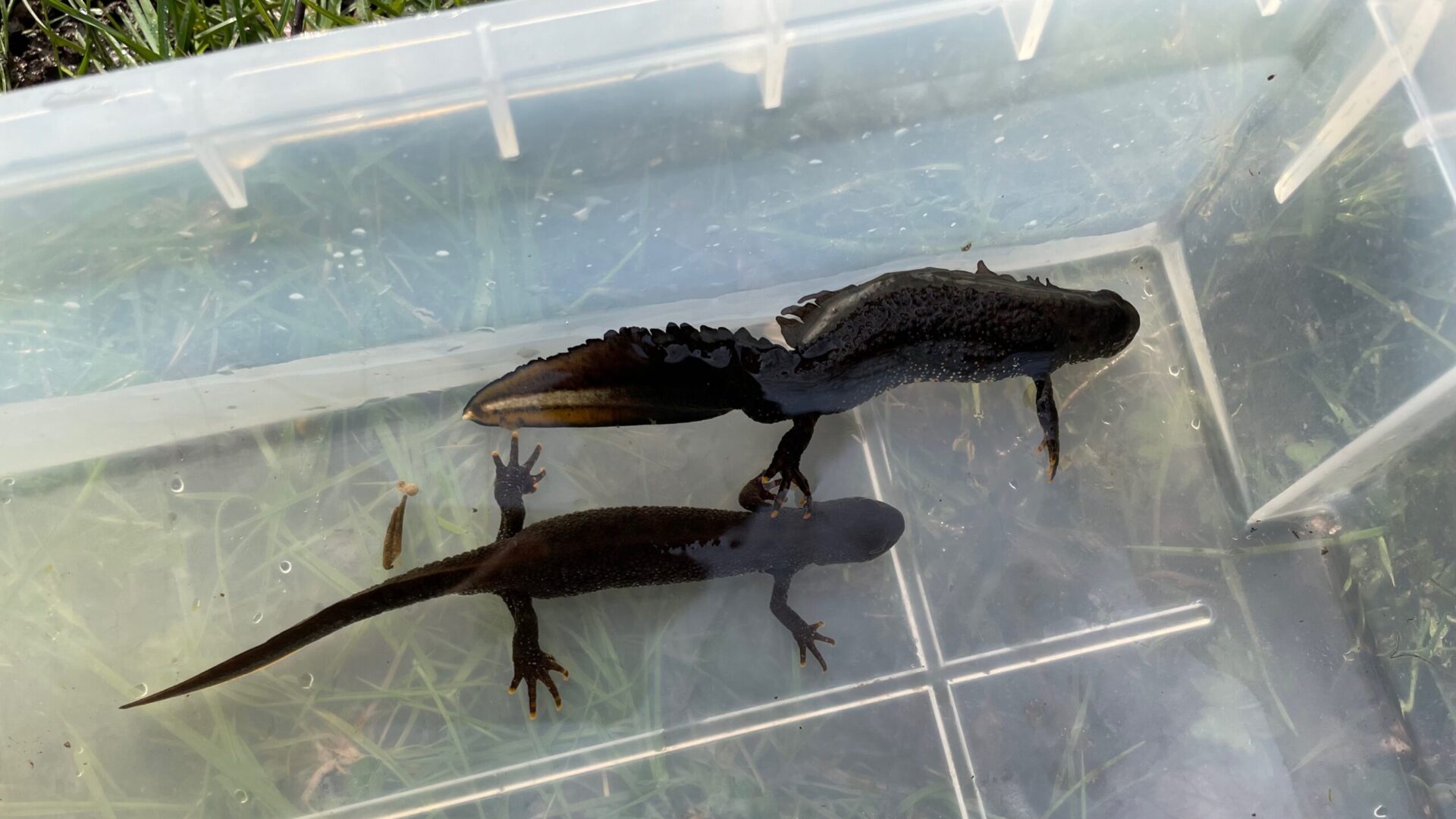 Great crested newt (GCN)