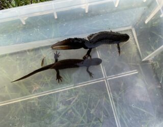 Great crested newt (GCN)