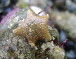 The Unicomarine team enthuses pupils at school’s “Science Week”