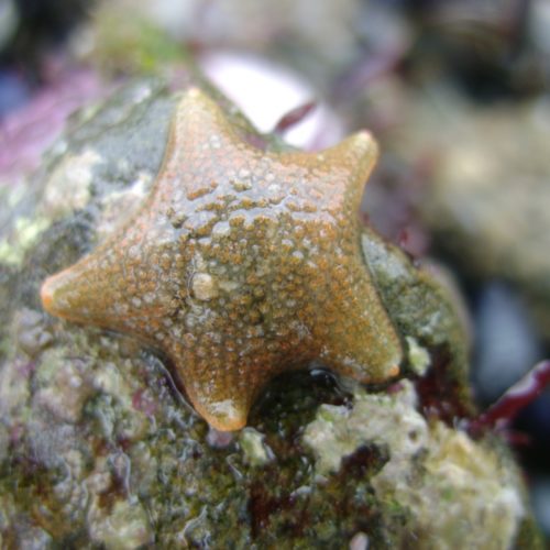 The Unicomarine team enthuses pupils at school’s “Science Week”