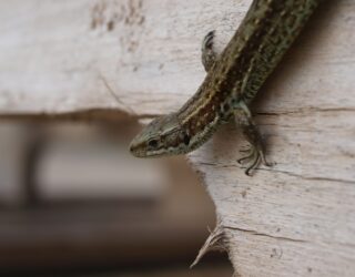 Thomson Ecology and Thomson Habitats collaborate on large-scale residential development