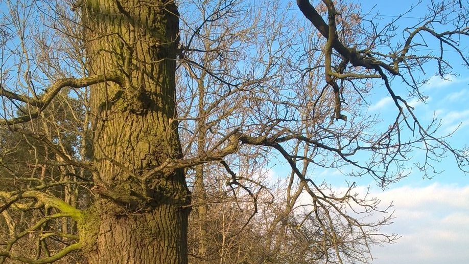 Sheerwater Regeneration Project