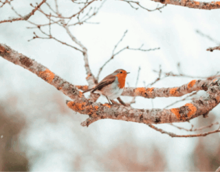 Robin - Winter Bird Surveys: Thomson