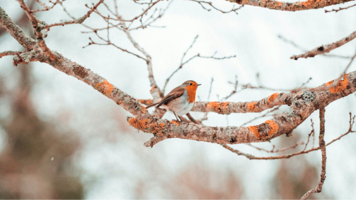 Robin - Winter Bird Surveys: Thomson