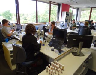 On the lookout for Sabellaria spinulosa