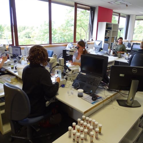 On the lookout for Sabellaria spinulosa