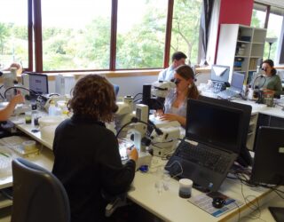 Fish identifications and dissections