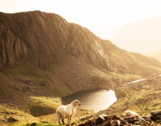 Welsh Government publishes White Paper on Brexit